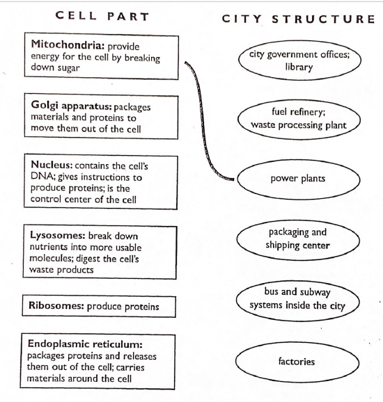 cell analogy pic.PNG